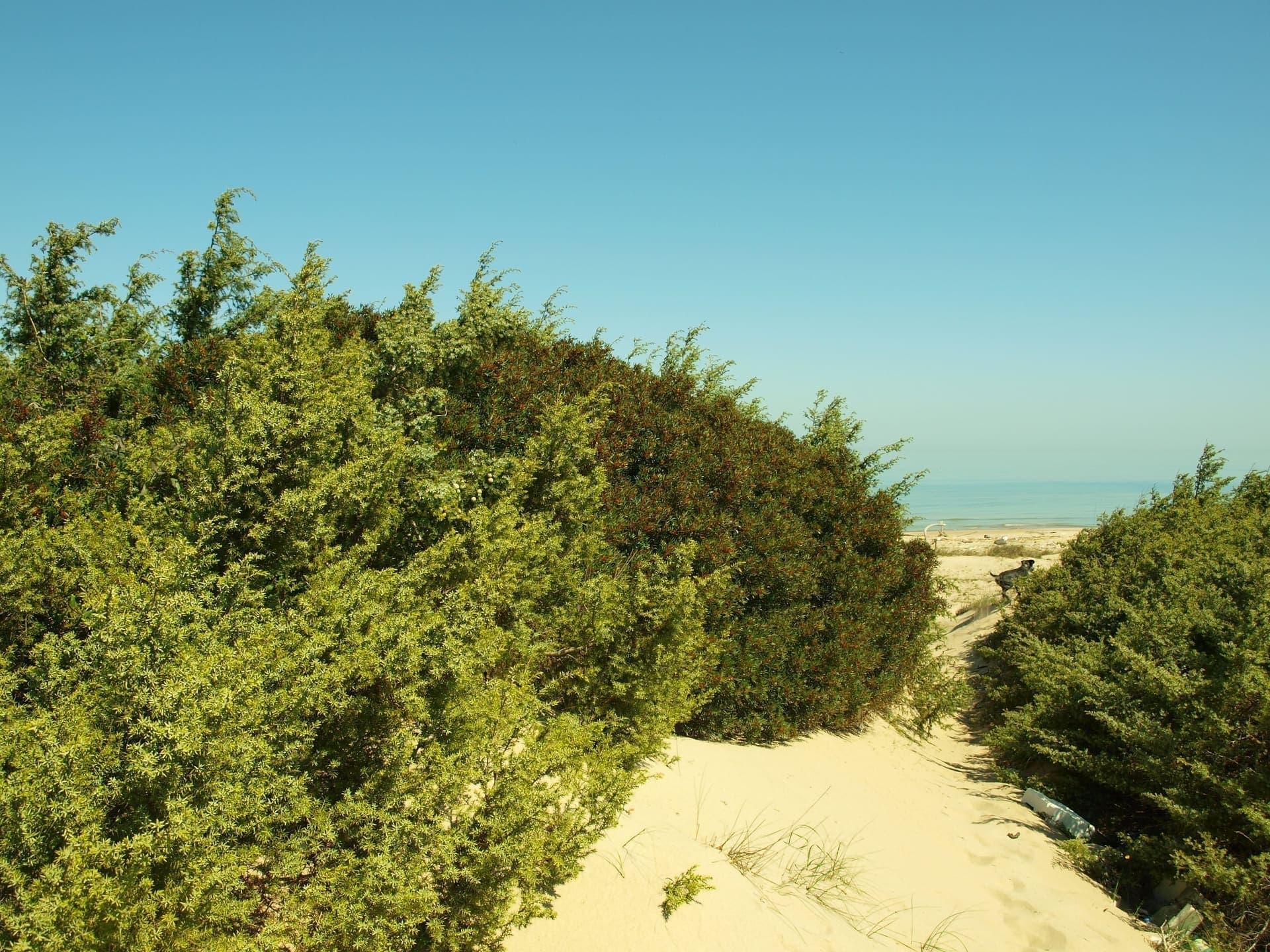 Wide sandy beach at Marina di Lesina