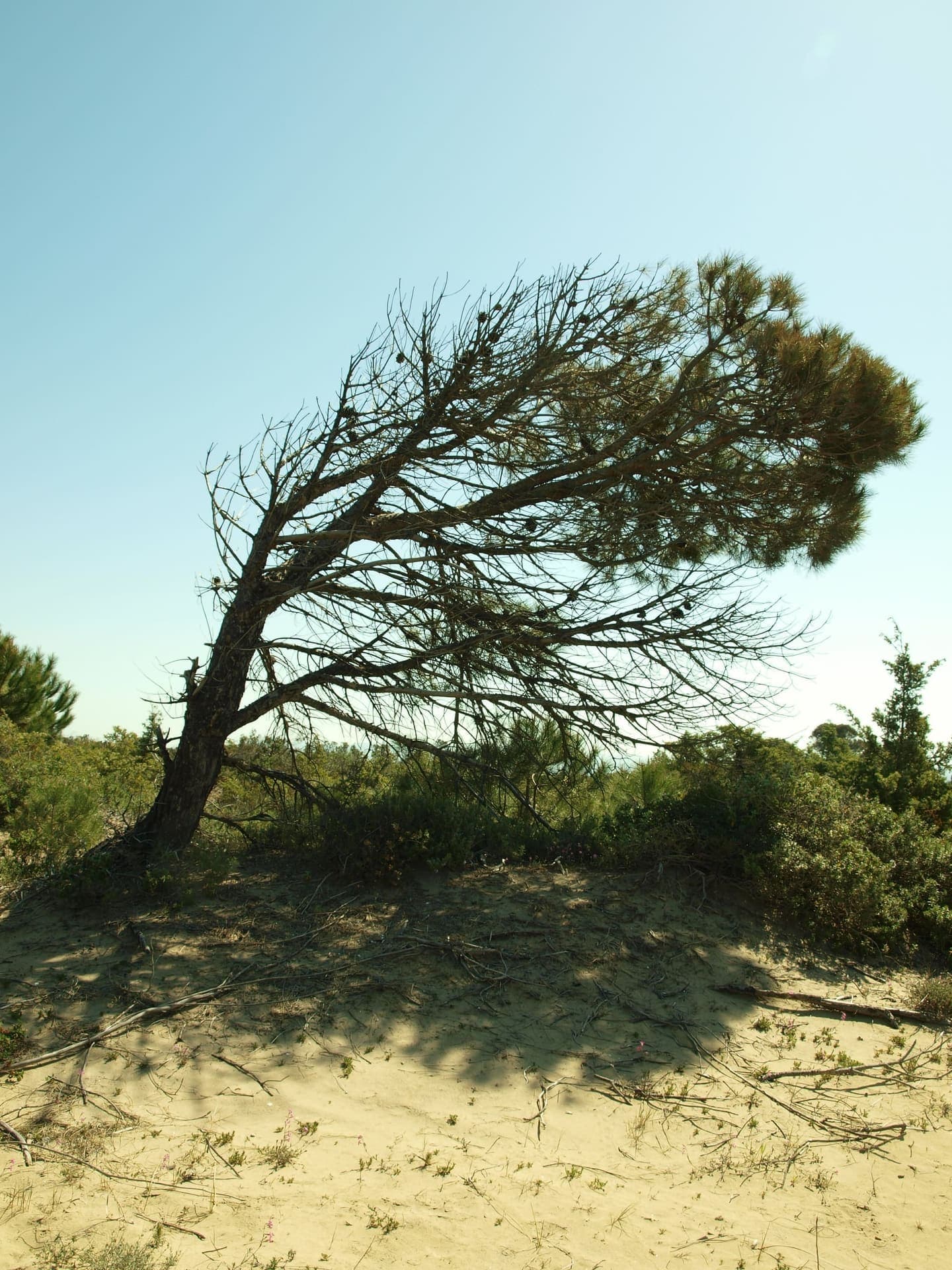 Wide sandy beach at Marina di Lesina