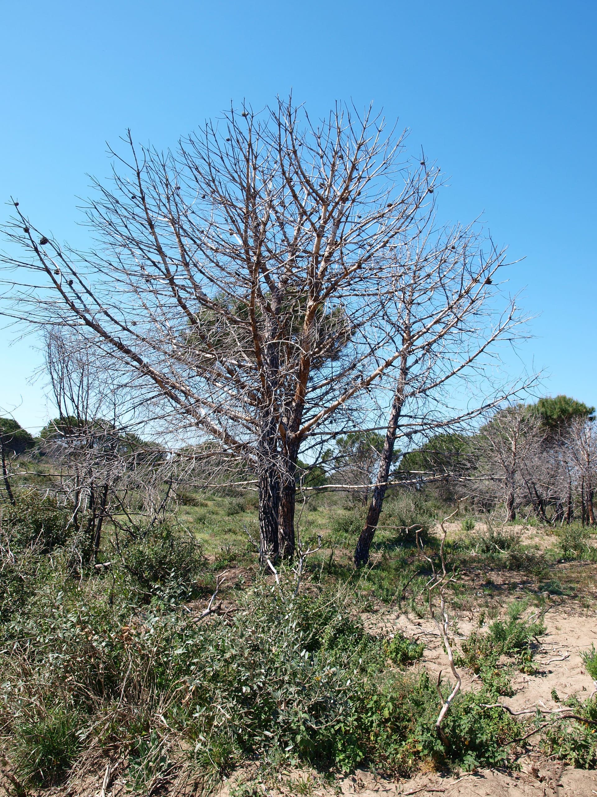 Wide sandy beach at Marina di Lesina