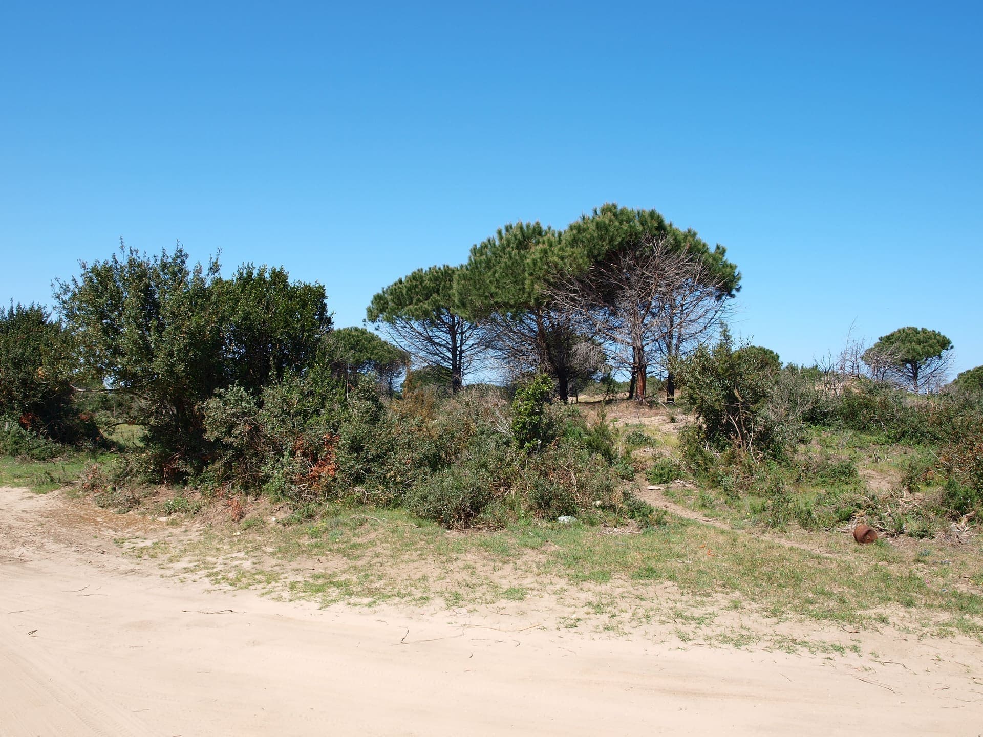 Wide sandy beach at Marina di Lesina