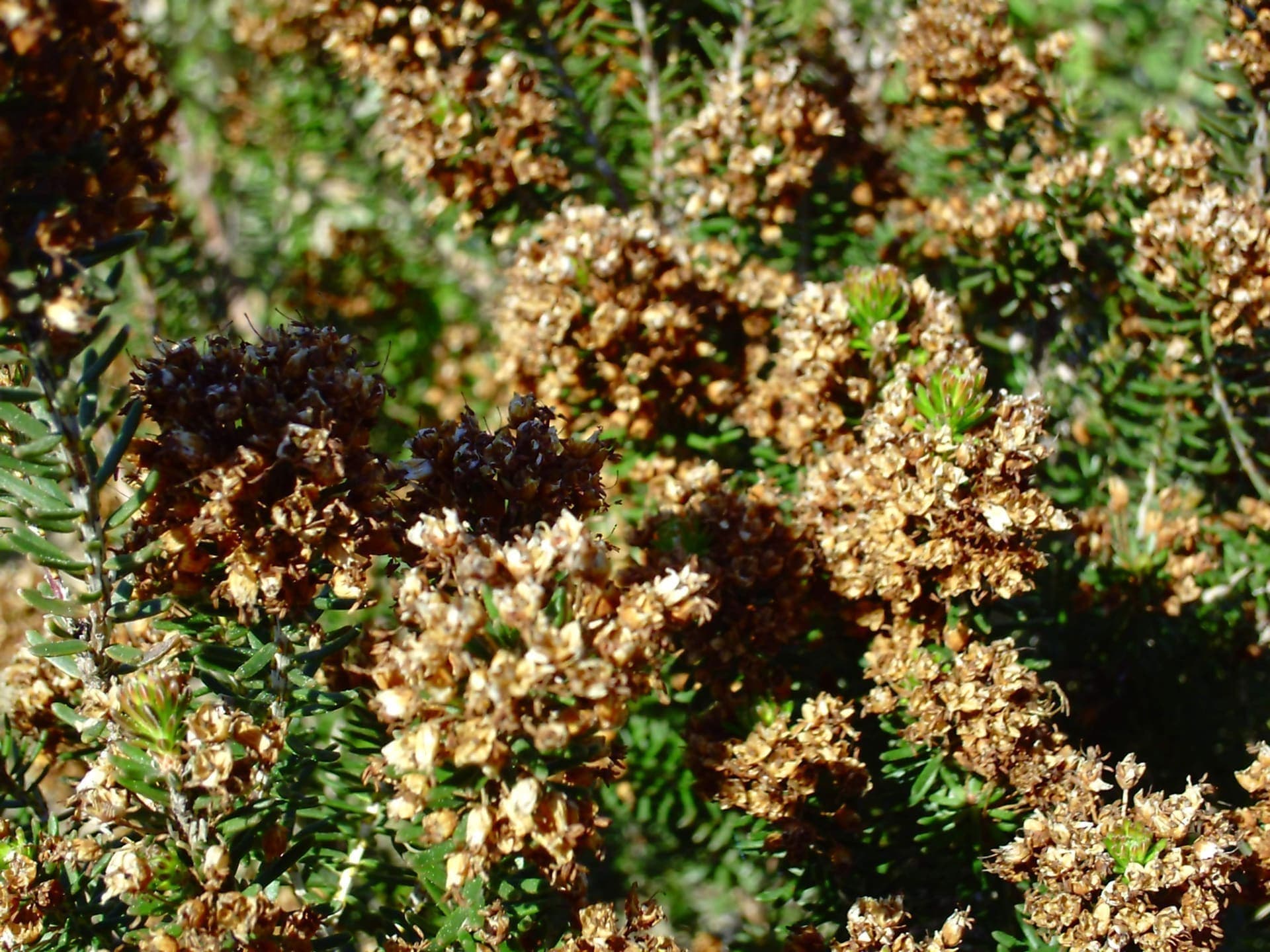 Mediterranean pine forest near the beach