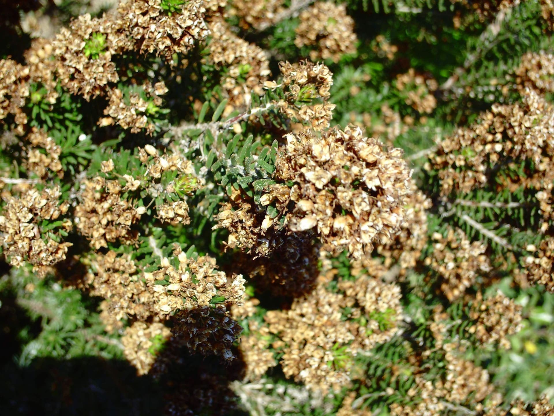Mediterranean pine forest near the beach