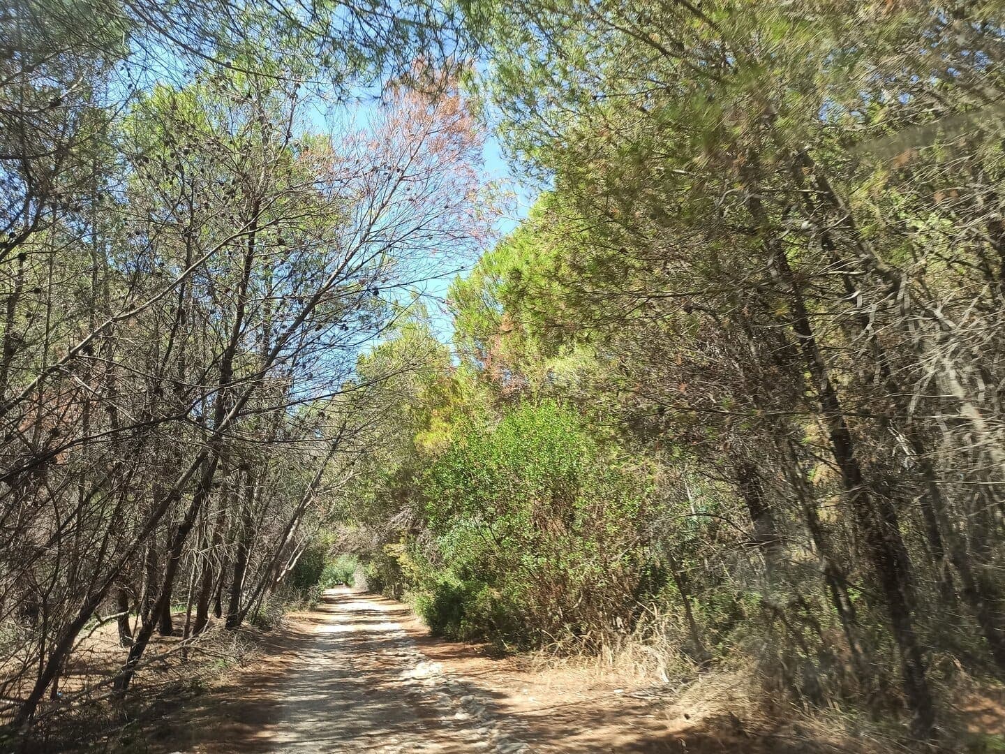 Pineta mediterranea verso la spiaggia