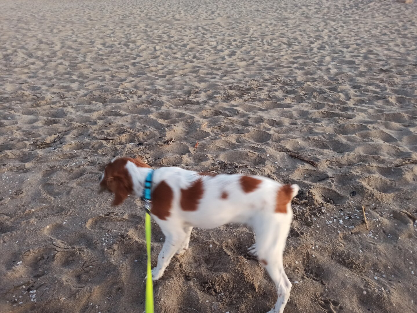 Spiaggia dorata al tramonto